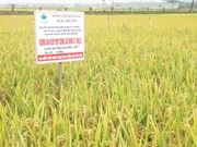 Quảng Ngãi: Phát triển các giống lúa mới theo chuỗi giá trị